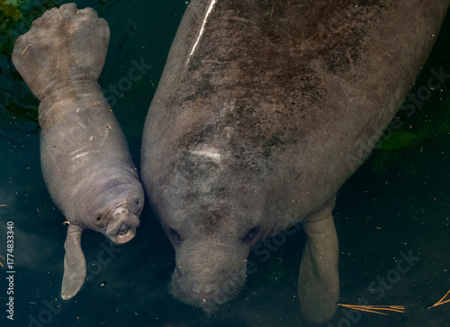 Mother manatee and newborn baby calf
