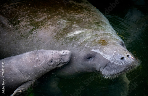 Mother manatee and newborn manatee baby calf