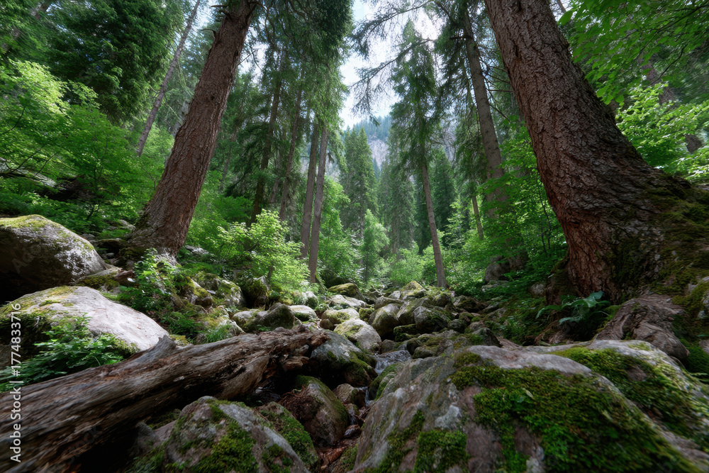 Naklejka premium Majestic forest landscape with towering trees and rocky terrain under bright daylight