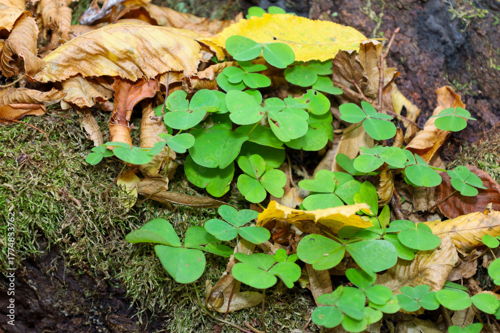 Naklejka premium A vibrant carpet of green wood sorrel (Oxalis acetosella) grows delicately among damp moss and dry autumn leaves. These tender three-lobed plants create a living contrast between the bright green and 