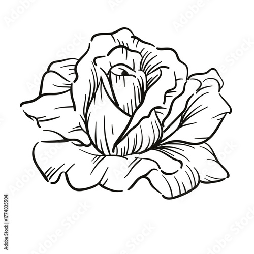 Vintage floral rose sketch vector illustration