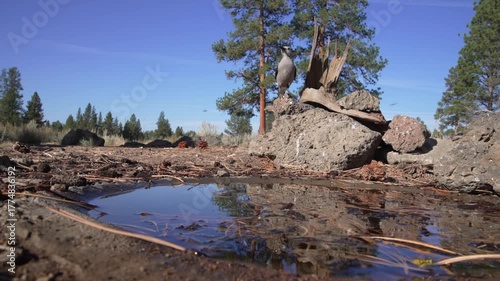 Clark's Nutcracker (Nucifraga columbiana) drinks water at the small water source maintained by Audubon Society Volunteers at Cabin Lake in Centeral Oregon's desert.