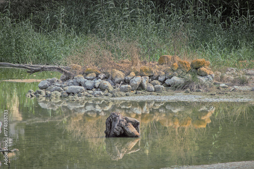 Paisaje natural en la Laguna Fuente del Rey, en Sevilla, España. En primer plano se observa un tronco emergiendo del agua quieta, mientras al fondo una acumulación de piedras cubiertas de musgo