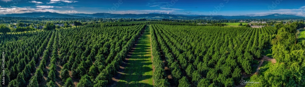 Fototapeta premium A panoramic view of a lush green orchard, showcasing rows of trees under a clear blue sky, highlighting the beauty of nature and agriculture.