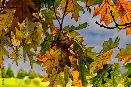 Autumnal Canopy