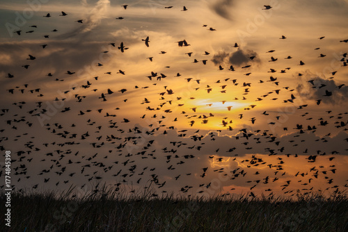 Murmuration over the Everglades