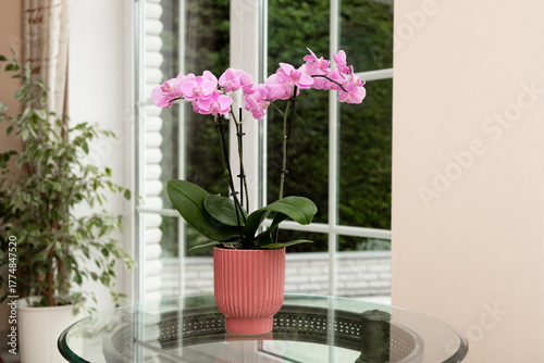 Orchid on a glass table in the living room. Beautiful Orchid Plant in Modern Home Interior