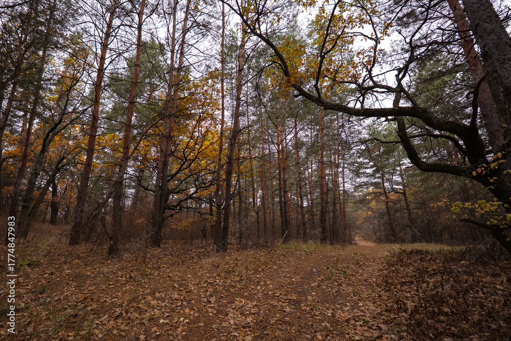 Fototapeta premium dirt forest road in the dense thicket of an autumn forest