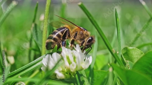 Extreme macro video footage of a honey bee (Apis mellifera) actively foraging and feeding on a white clover flower (Trifolium repens) in bright sunlight. Focus on detailed insect body and pollen colle