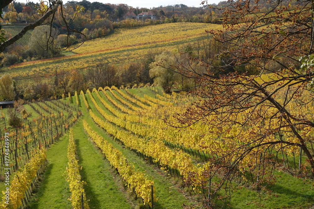 Obraz premium 黄色の葡萄畑と紅葉