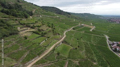 vineyard in koningsberg, france