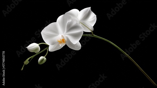   White flower on black background with green stem and two white flowers