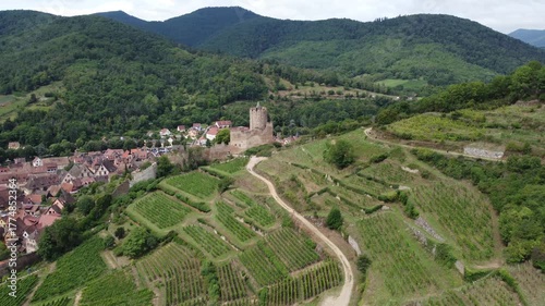 vineyard in koningsberg, france