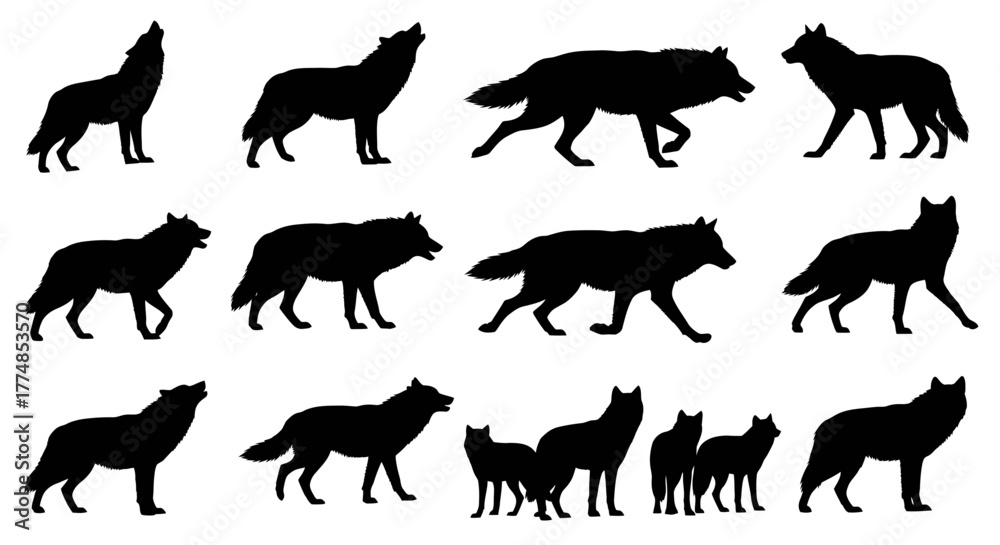 Obraz premium Silhouetted wolves in various poses, including howling and walking.