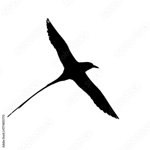 Silhouette of White tailed Tropicbird.