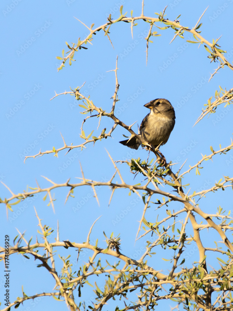 Obraz premium Portrait of a Sparrow Perched on a Thorny Branch, Larnaca, Cyprus