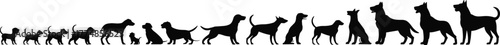 Dog evolution silhouette showing growth stages, puppy to adult, pet development, animal life cycle, canine stages, domestic dog growth, training concept