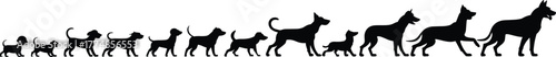 Dog evolution silhouette showing growth from puppy to adult, pet development stages, canine life cycle, animal evolution concept, domestic dog art