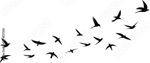 Silhouette of flying birds in motion, freedom and migration concept, black birds flock on white background, wildlife nature illustration, minimal design