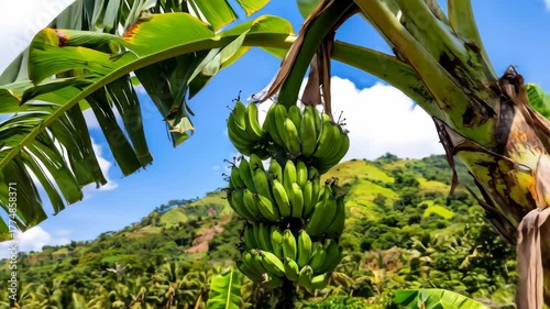 A large bunch of unripe green bananas hangs prominently from a plant, with a lush tropical landscape and blue sky