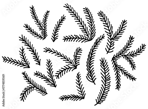 Christmas tree branches doodles. Set of hand drawn spruce branch. Christmas and winter design element