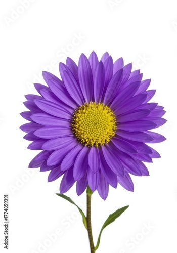 A vivid purple aster bloom, showcasing intricate petals and bright yellow center, isolated against a pure, clean white background ,bright ,vivid ,fresh