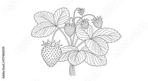 Line art illustration of a strawberry plant with ripening berries and detailed leaves, perfect for a coloring book or botanical study.