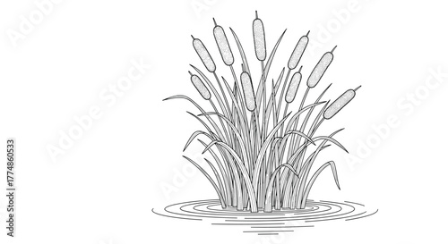 Detailed line art illustration of a dense cluster of cattail plants featuring their iconic cylindrical brown spikes and long, slender leaves emerging from calm water.