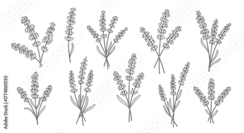 A collection of hand-drawn lavender sprigs and bouquets in black and white line art style, perfect for botanical and natural designs.