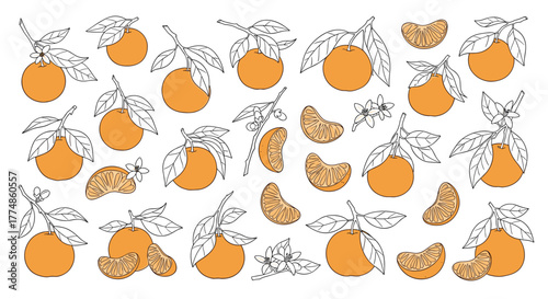 A charming hand-drawn seamless pattern featuring fresh tangerines and mandarins with leaves, branches, and delicate blossoms, showcasing their natural beauty.