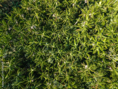 Vista aérea do plantio de Açai nativo de várzea no meio da floresta Amazônica