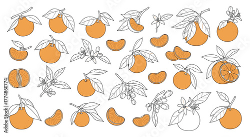Seamless pattern with hand-drawn oranges and tangerines, featuring whole fruits, slices, segments, leaves, branches, and blossoms, on a white background.