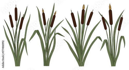 Four distinct clumps of common cattail plants, featuring their iconic brown cylindrical seed heads and long green leaves, isolated on a clean white background.