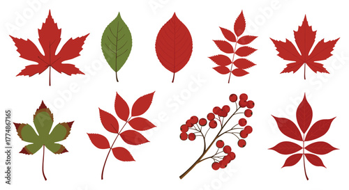 Collection of vibrant autumn leaves and red berries in various shapes, perfect for seasonal designs, decorative elements, and fall-themed projects.
