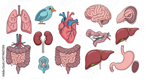 Collection of colorful human and animal internal organs, including the heart, brain, lungs, kidneys, liver, stomach, and intestines for anatomical study.
