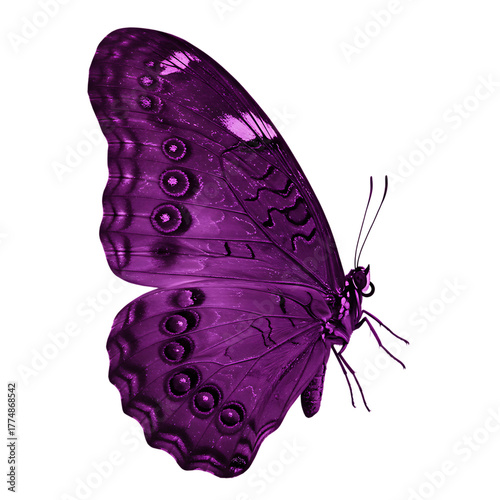Wallpaper Mural Beautiful Purple Butterfly Side View Isolated Transparent Background Insect Moth Winged Creature Delicate Antennae Detailed Pattern Nature Torontodigital.ca