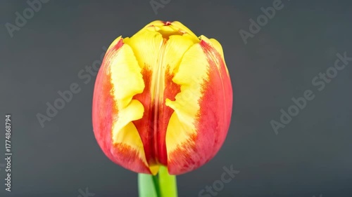 A vibrant red and yellow tulip flower, bursting with color, against a serene dark grey background. Macro shot