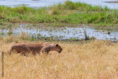 female lion or panthera leo stalking prey along tarangire river bank in tarangire national park tanzania