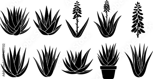 set of trees aloe vera silhouettes, vector illustration 