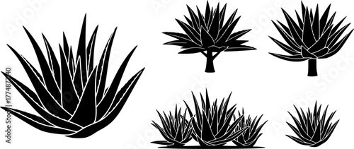 set of trees aloe vera silhouettes, vector illustration 
