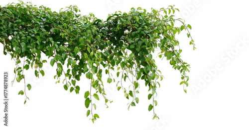 Fototapeta Naklejka Na Ścianę i Meble -  A Lush Canopy of Green Leaves Cascading Elegantly Against a Black Background, Showcasing the Intricate Beauty of Nature's Flora isolated on transparent background
