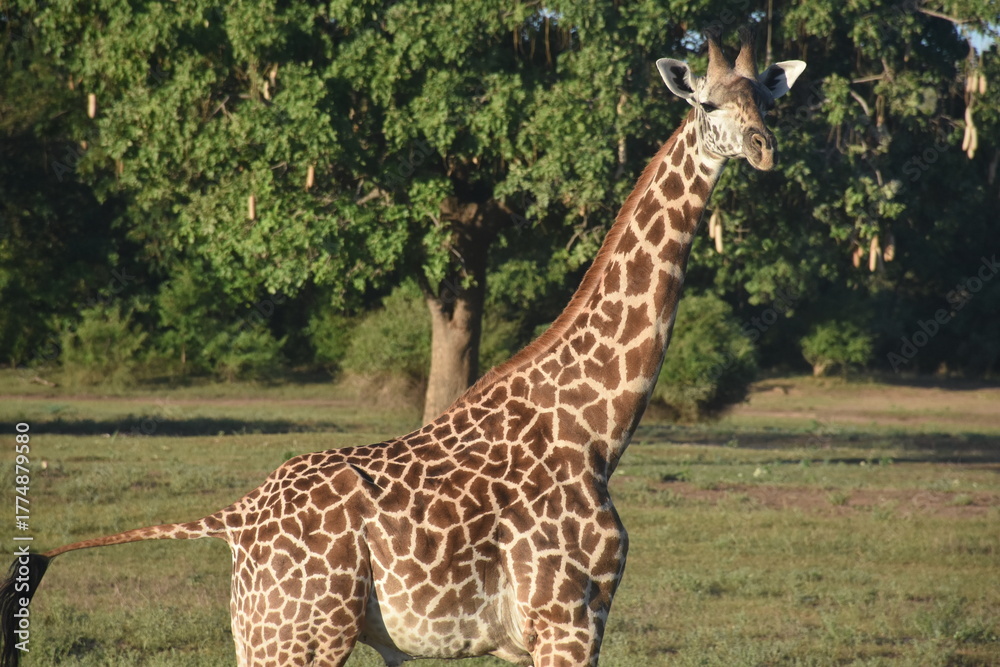 Obraz premium giraffe in the wild