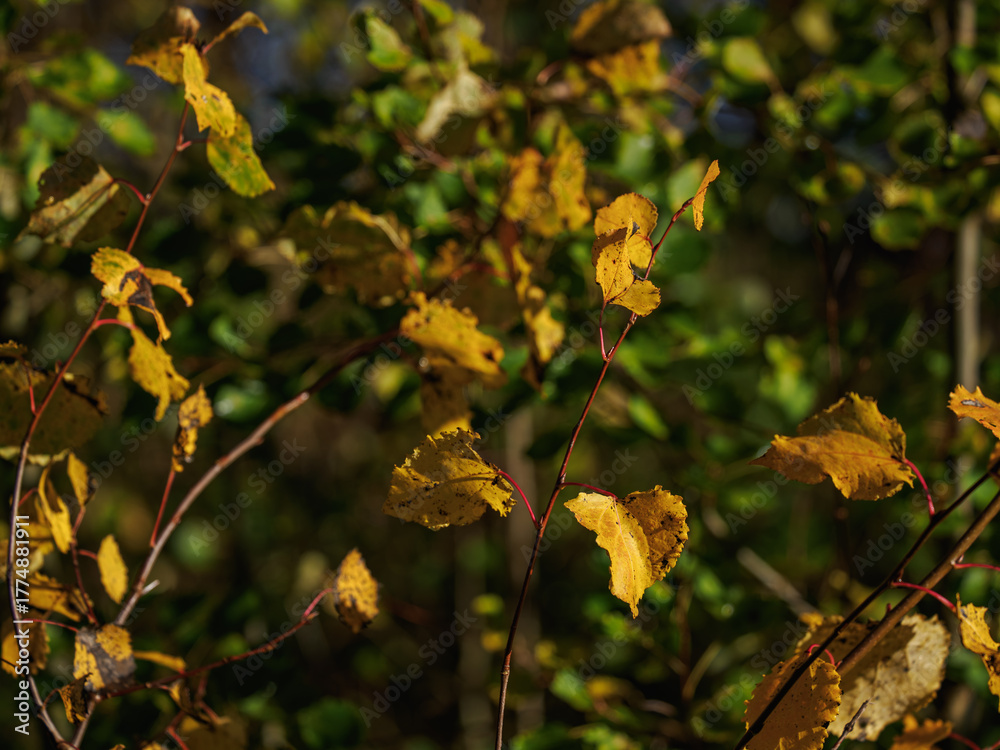 Obraz premium Beautiful yellow poplar leaves on a twig. 