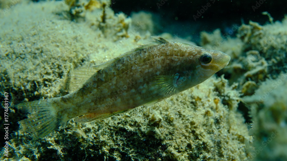 Fototapeta premium Grey wrasse (Symphodus cinereus) undersea, Aegean Sea, Greece, Halkidiki, Pirgos beach