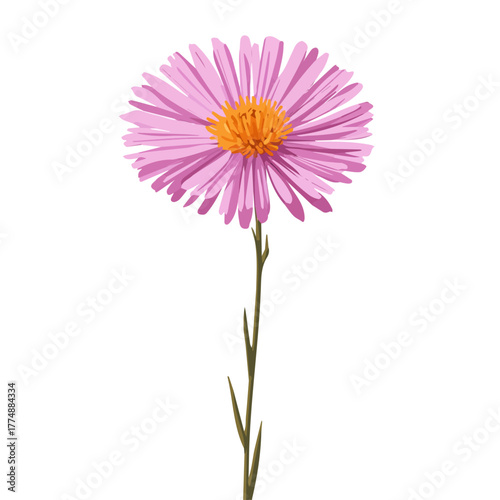 A simple and modern flat 2D vector of a Aster Flower, isolated on a pure white background.