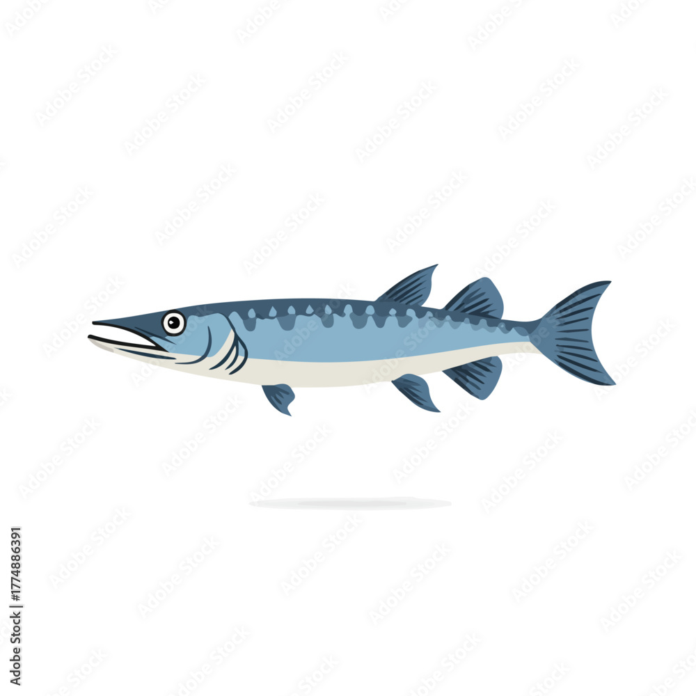 Fototapeta premium Modern flat 2D vector illustration of a Barracuda, minimal design style on a white background.