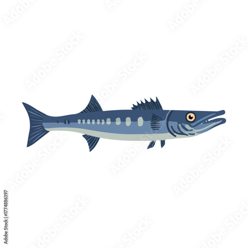 A simple and modern flat 2D vector of a Barracuda, isolated on a pure white background.