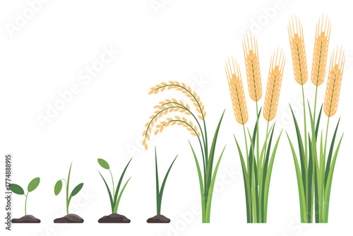 A visual representation of the growth stages of cereal crops from seedling to mature harvestable plants.