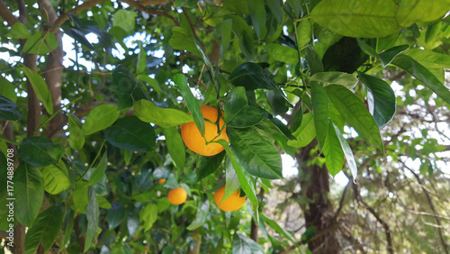 Natural oranges growing on citrus tree branch in garden with warm sunny atmosphere.