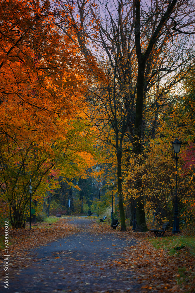 Naklejka premium Golden Autumn Alley in a Park, Pszczyna, Poland